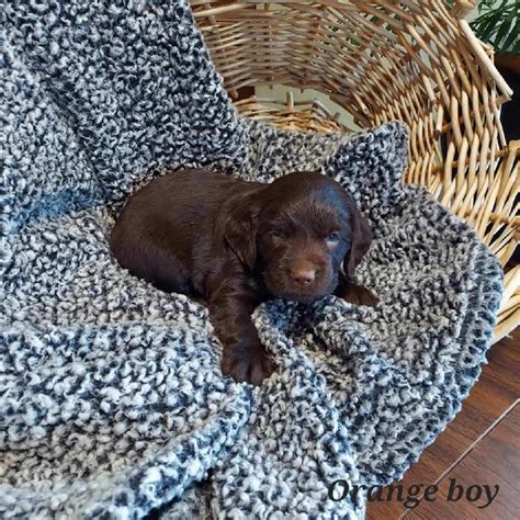 BOYKIN SPANIEL PUPPIES