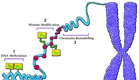 DNA Modification 的图像结果