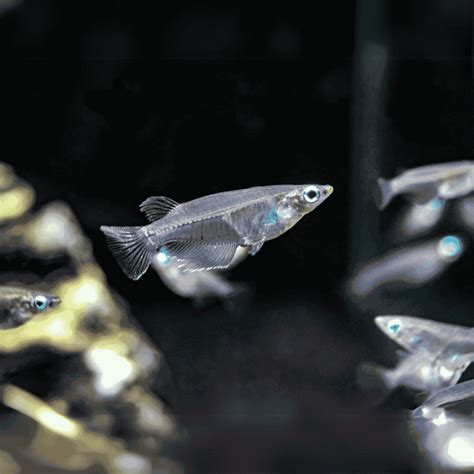 Live Fish Oryzias Dancena (Indian Lamp Eye) | Single – cloningaquapets