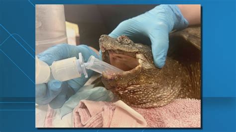Turtle suffering major injuries after Stafford County collision | wusa9.com