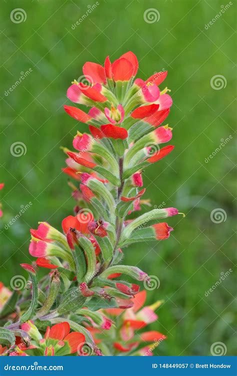 Scarlet Indian Paintbrush Wildflowers in Texas. Stock Image - Image of ...