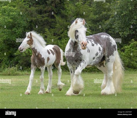 Spotted Gypsy Vanner Horse mare and foal Stock Photo - Alamy