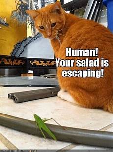 Dumb Pictures by Animal Picture Dump 25 Pics Dumb Pictures