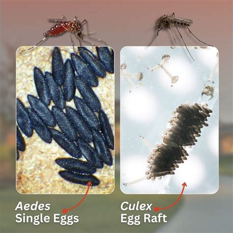 What Do Mosquito Eggs Look Like and Where Do They Nest? | Inside & Out Pest Services
