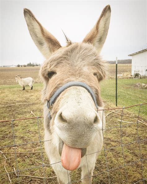 Funny Pictures of Donkeys