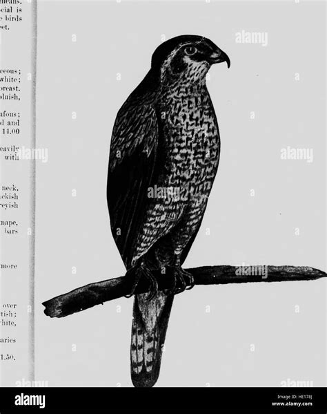 The 1919 publication on birds in Ontario explores their relationship to agriculture, offering ...