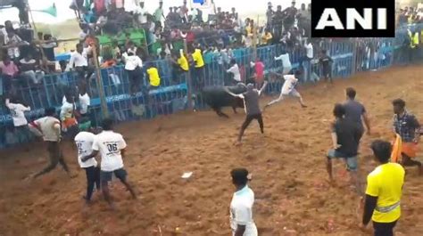 Jallikattu event held in Tamil Nadu's Pudukkottai, 15 injured in first ...