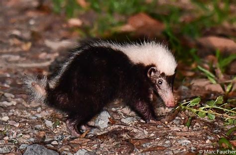 12 Different Types of Skunks - All Skunk Types With Photos
