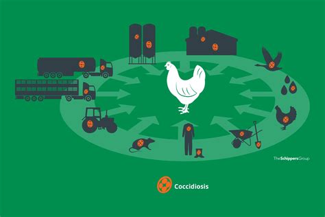 The 5 steps to prevent coccidiosis in chickens