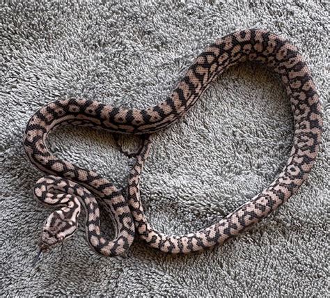 Image result for Carpet Python Collections