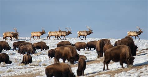 Interior Department Strengthens Conservation of American Bison | U.S ...