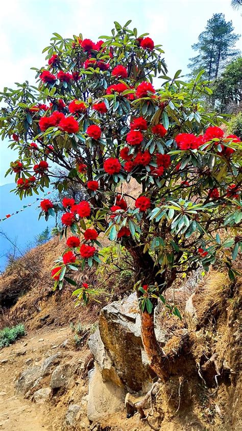 Rhododendron: The National Flower of Nepal