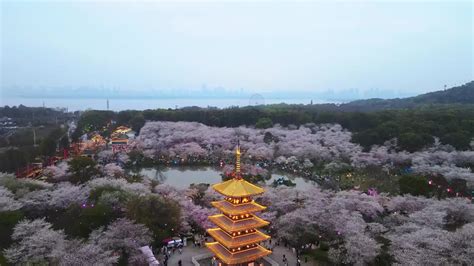 武汉东湖樱花园，此时樱花盛开，如梦似幻，让我们赴一场繁华盛宴_人们_湖水_世界