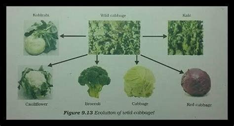 Describe artificial selection by giving the example of red cabbage.Give ...