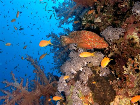 Red Sea 的图像结果