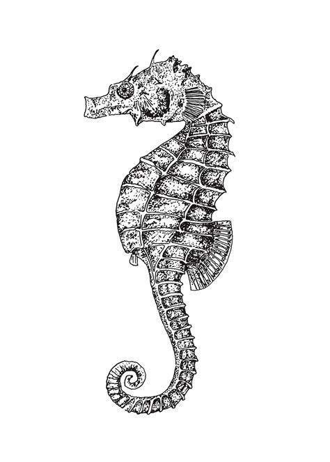 Seahorse Sketch at PaintingValley.com | Explore collection of Seahorse ...