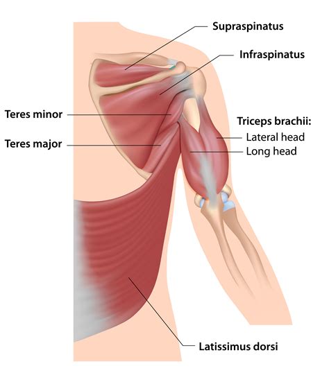 Ripped Rotator Cuff Symptoms