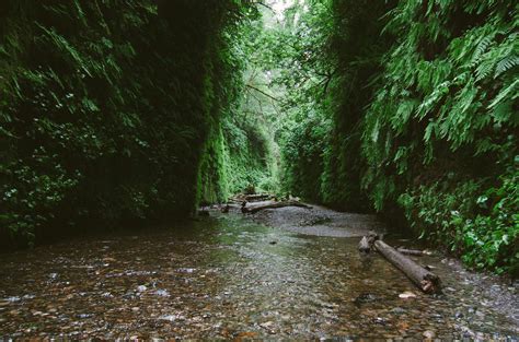Gold Bluffs Beach Campground in Prairie Creek Redwoods State Park ...