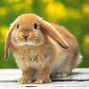 Image result for bunny rabbits wallpapers 4k