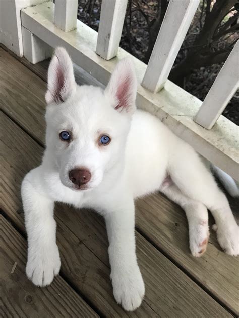 All White Siberian Husky Puppy