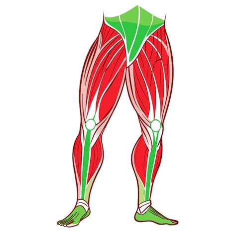 Upper legs muscles anatomy clipart vector art and illustration ...
