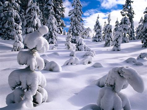 Bing Wallpaper Winter Scenes 的图像结果