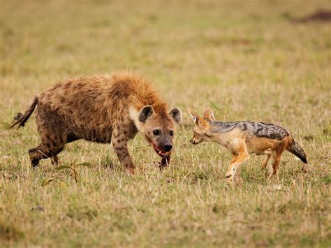 Spotted Hyena Hunting