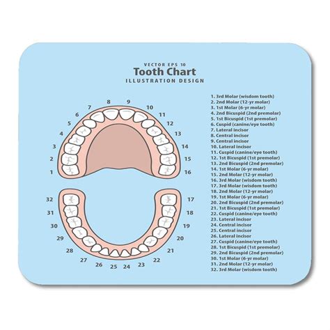 Tooth Number Chart United States at Terrance Mitchell blog