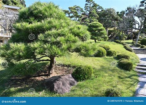 Japanese Black Pine tree. stock image. Image of coniferous - 349761979