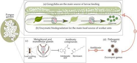 The Symbiotic Fungus Leucoagaricus gongylophorus (Möller) Singer ...