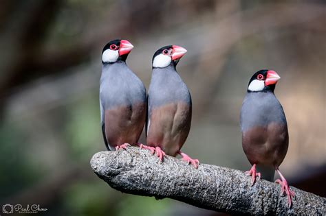 Image result for Java Sparrows for Sale