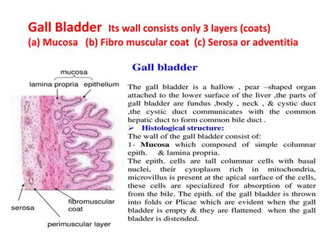 SOLUTION: Anatomy gall bladder a mucosa b fibro muscular coat c serosa ...