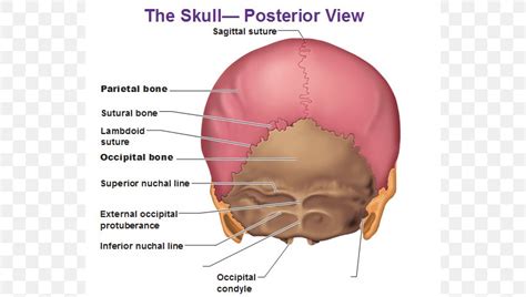 Human Body Skull Anatomy External Occipital Protuberance Human Back ...