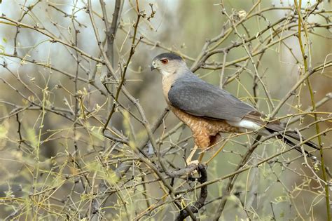 Cooper's Hawk ⋆ Tucson Bird Alliance