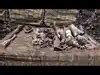 mortar shell defused: Latest News & Videos, Photos about mortar shell ...