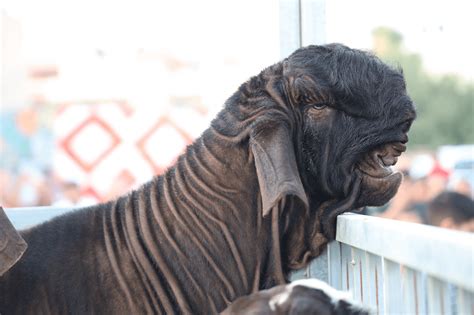 Live action adaptation nailed Squealer (shami goat) : r/shinsekaiyori
