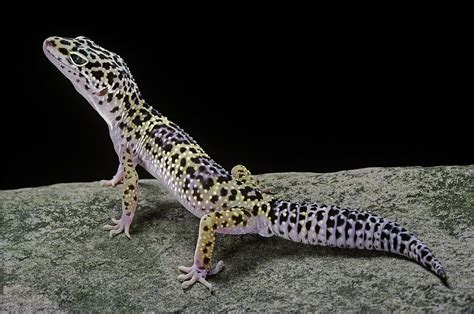 Leopard Gecko Morphs List Tremper Albino Leopard Gecko Reptiles