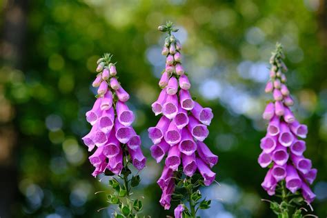 Foxglove Poison