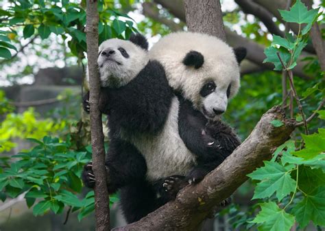 Are Pandas Endangered, and How Many Are Left in the World? - A-Z Animals