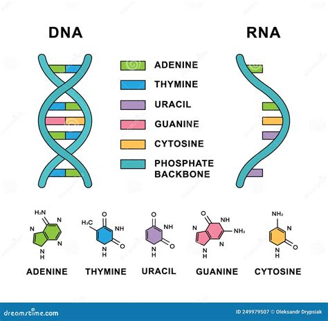 Deoxyribonucleic Acid And Ribonucleic Acid With Nucleobases Formulas. DNA And RNA Nucleobases ...
