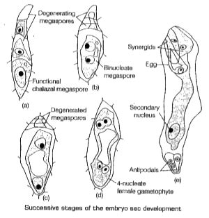 Give an account of development of female gametophyte in angiosperms.