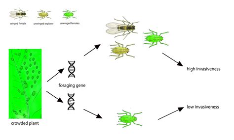 Aphids Life Cycle