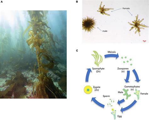 Kelp Forest Diagram