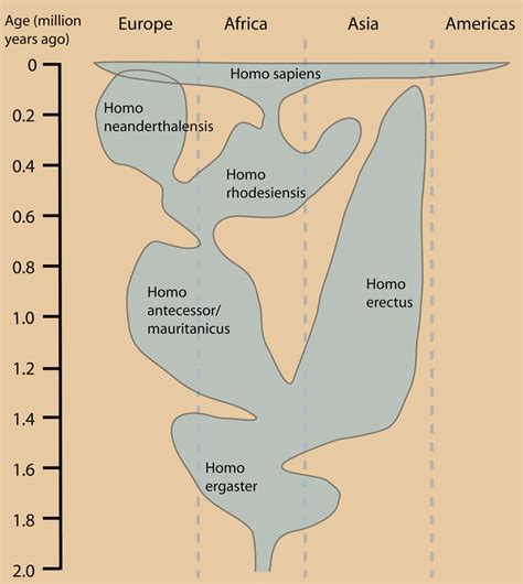 Men Evolution Chart 的图像结果