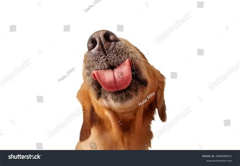 Funny Dog Licking Screen Isolated Golden Stock Photo 2480695871 ...