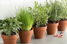 vasi per erbe aromatiche 7 consigli per coltivare le erbe aromatiche in vaso vasi per erbe aromatiche 7 consigli per coltivare le erbe aromatiche in vaso