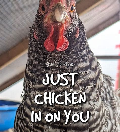 Funny Chicken Memes Humor
