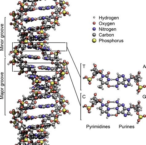 3d Structure Of Dna Model