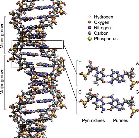 File:DNA Structure+Key+Labelled.pn NoBB.png - Wikipedia, the free ...