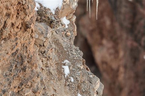 Camouflage Snow Leopard